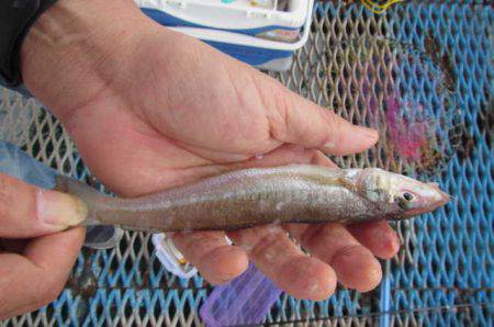 オリジナルメーカー海づり公園(市原市海づり施設) 釣果