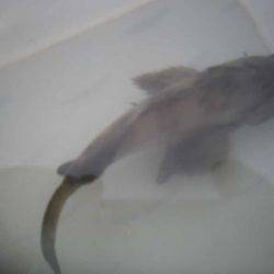 オリジナルメーカー海づり公園(市原市海づり施設) 釣果