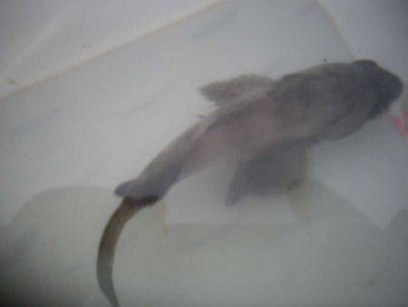 オリジナルメーカー海づり公園(市原市海づり施設) 釣果