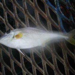 オリジナルメーカー海づり公園(市原市海づり施設) 釣果