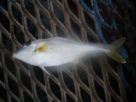 オリジナルメーカー海づり公園(市原市海づり施設) 釣果