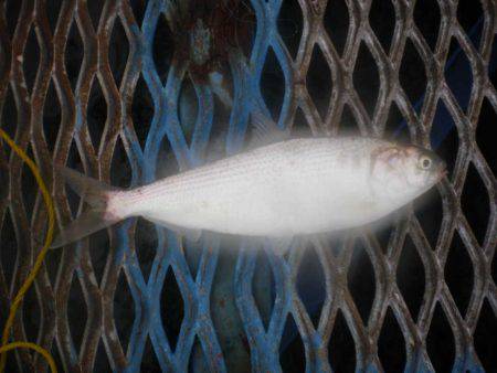 オリジナルメーカー海づり公園(市原市海づり施設) 釣果