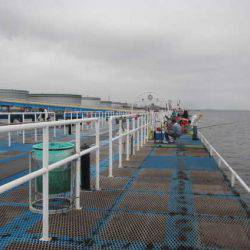 オリジナルメーカー海づり公園(市原市海づり施設) 釣果