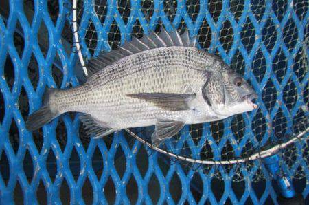 オリジナルメーカー海づり公園(市原市海づり…