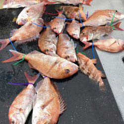 さんさん丸 釣果