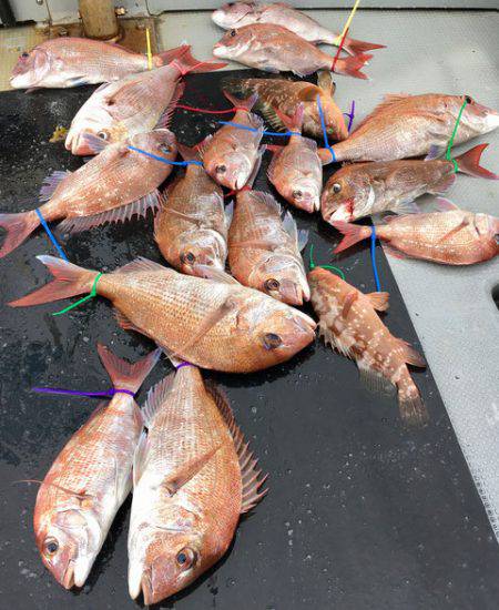 さんさん丸 釣果