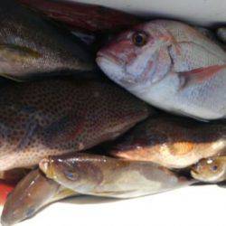 遊漁船 新鋭丸 釣果