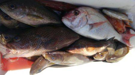 遊漁船 新鋭丸 釣果