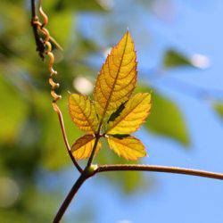 小菅トラウトガーデン 釣果