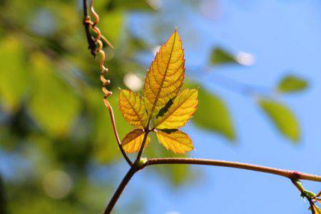 小菅トラウトガーデン 釣果