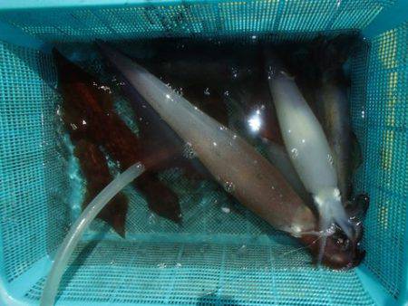 第二むつ漁丸 釣果