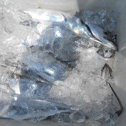 こうゆう丸 釣果