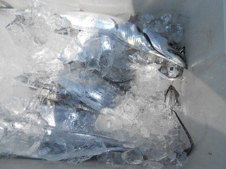 こうゆう丸 釣果