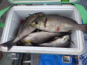 石川丸 釣果
