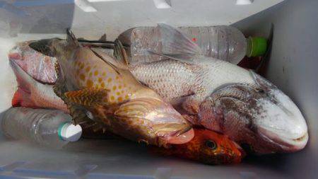 遊漁船 新鋭丸 釣果