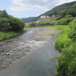狩野川(狩野川漁業協同組合) 釣果