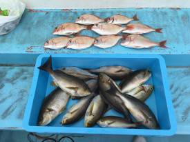 おざき丸 釣果