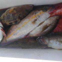 遊漁船 新鋭丸 釣果