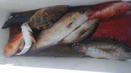 遊漁船 新鋭丸 釣果