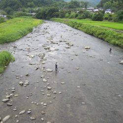 狩野川(狩野川漁業協同組合) 釣果