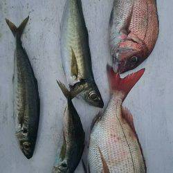 網屋丸 釣果