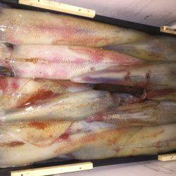 幸風（さちかぜ） 釣果