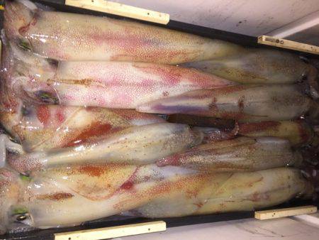 幸風（さちかぜ） 釣果