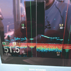 遊漁船ブルーウッズ 釣果