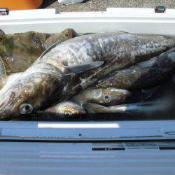 大進丸(新潟) 釣果