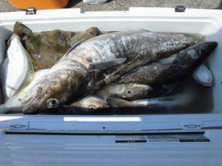 大進丸(新潟) 釣果