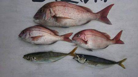 網屋丸 釣果