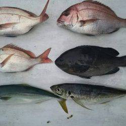 網屋丸 釣果