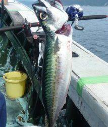 松福丸 釣果