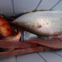 遊漁船 新鋭丸 釣果