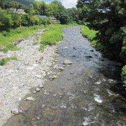 狩野川(狩野川漁業協同組合) 釣果