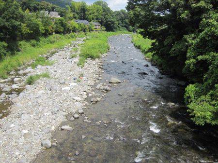 狩野川(狩野川漁業協同組合) 釣果