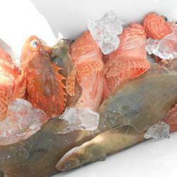 こうゆう丸 釣果