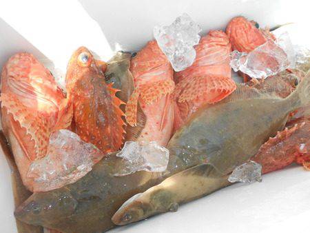 こうゆう丸 釣果