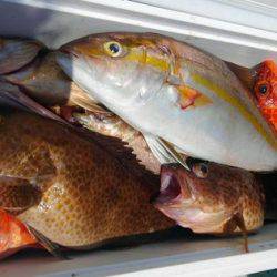 遊漁船 新鋭丸 釣果