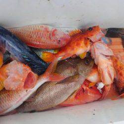 遊漁船 新鋭丸 釣果