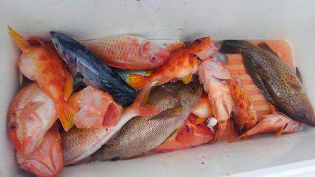 遊漁船 新鋭丸 釣果