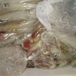 寿裕 （YOSHIHIRO） 釣果