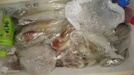 寿裕 （YOSHIHIRO） 釣果