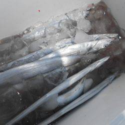 こうゆう丸 釣果