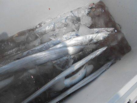 こうゆう丸 釣果