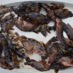 TOPGUN名古屋 釣果