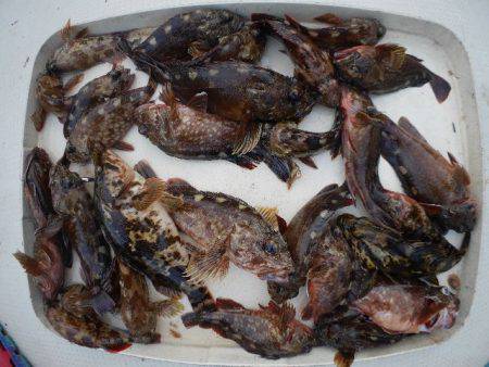 TOPGUN名古屋 釣果