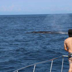 へいみつ丸 釣果