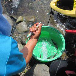 狩野川(狩野川漁業協同組合) 釣果