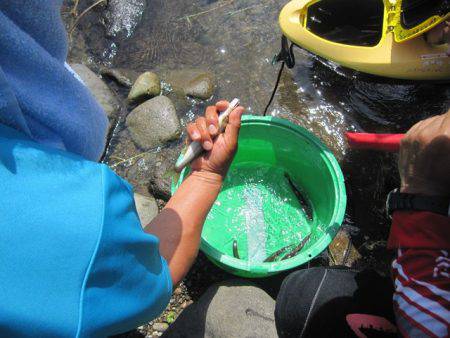 狩野川（狩野川漁業協同組合） 釣果